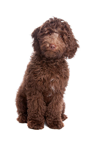 Labradoodle puppy tilting its head Labradoodle puppy on a white background labradoodle stock pictures, royalty-free photos & images