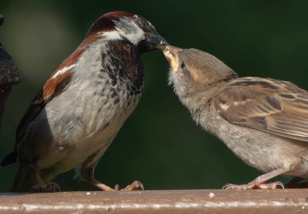 istock A Sparrow feeds its young on the deck 1529572860