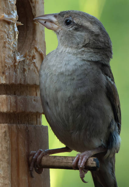 istock A House Sparrow on a wooden birdfeeder 1529572861