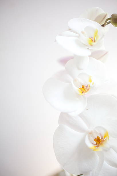 orchid stock photo