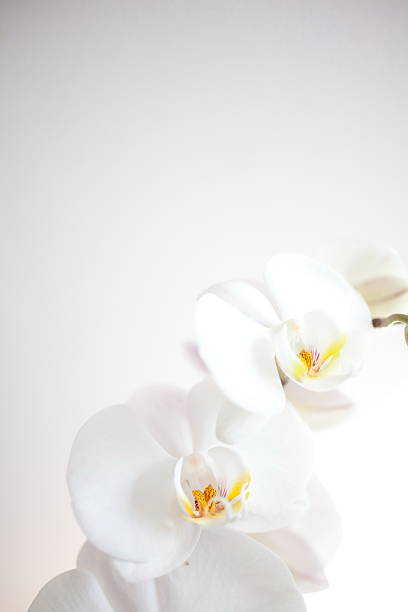 orchid stock photo