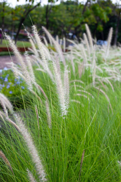 istock Fountain grass or pennisetum alopecuroides 1529574419