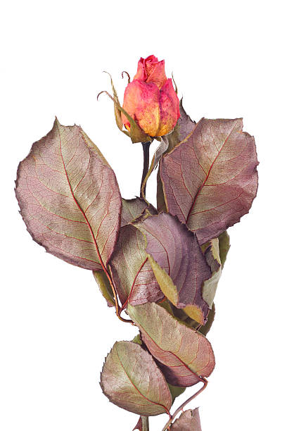 istock Dried yellow and pink rose bud 152957500