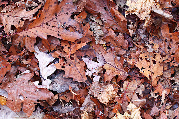 Fall leaves stock photo