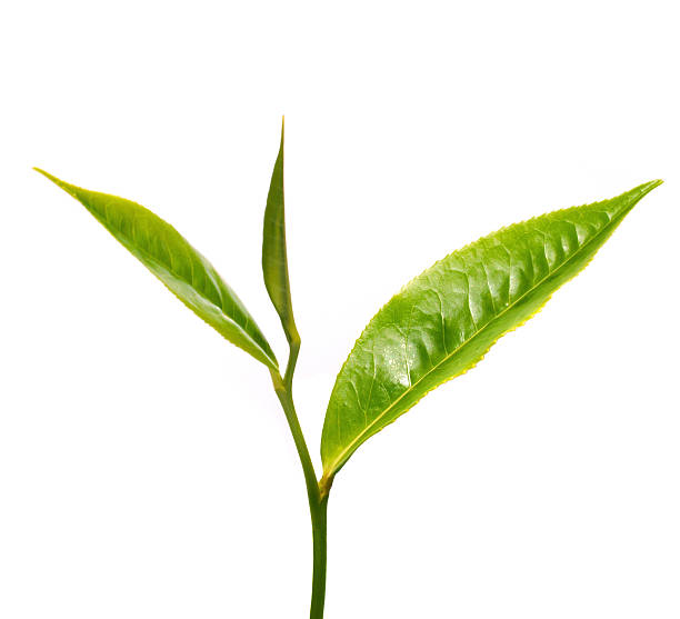 Tea leaf. stock photo