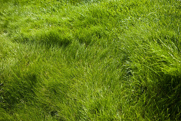 istock Long Green Waves of Grass 152957674