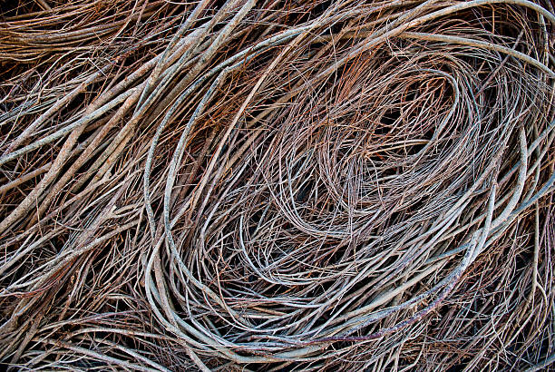 istock Sprialing Vines and Twigs 152957681