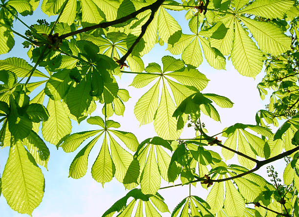 Feuilles vertes - Photo