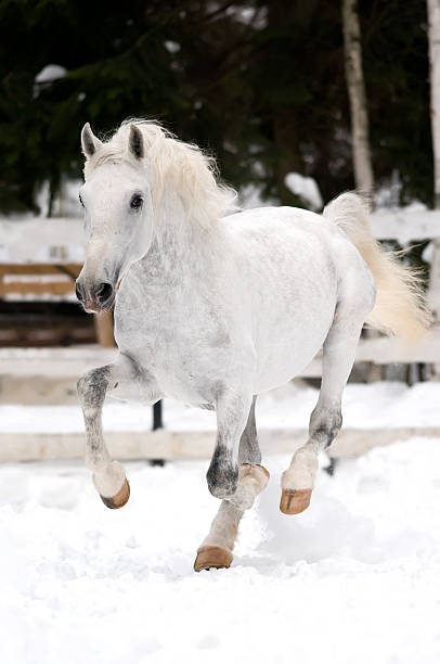 istock white Lippizan horse runs gallop in winter 152957991