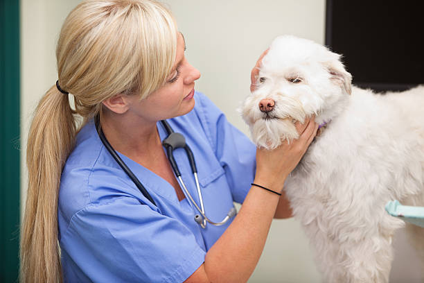 istock Female veterinarian examining dog 152958117