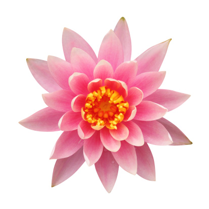Water lily isolated on white background â clipping path included