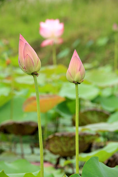 lotus, sposób Buddyzm symbol – zdjęcie