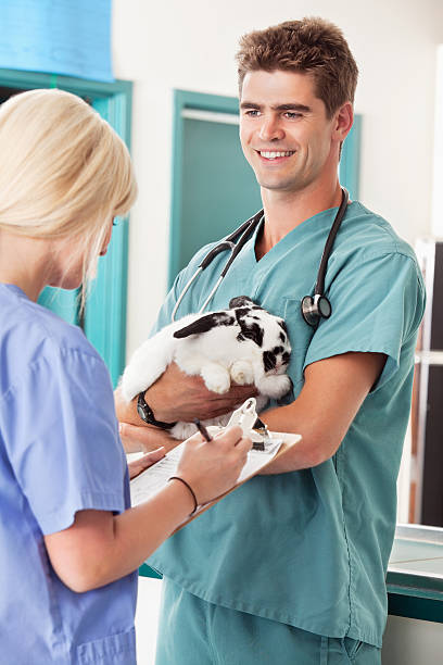 istock Rabbit at the vet having a check-up 152958342