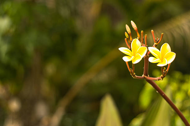 Yellow plumeria flower on branch stock photo