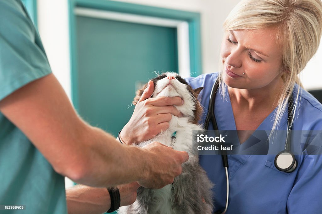 Veterinario realiza un análisis de sangre - Foto de stock de Gato doméstico libre de derechos