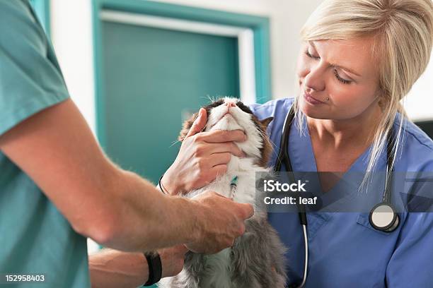 Veterinario Realiza Un Análisis De Sangre Foto de stock y más banco de imágenes de Gato doméstico - Gato doméstico, Veterinario, Análisis de sangre - Prueba médica