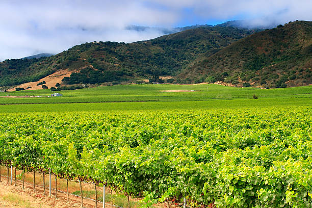 istock Monterey vineyard, pinot noir grapes, California 152958618