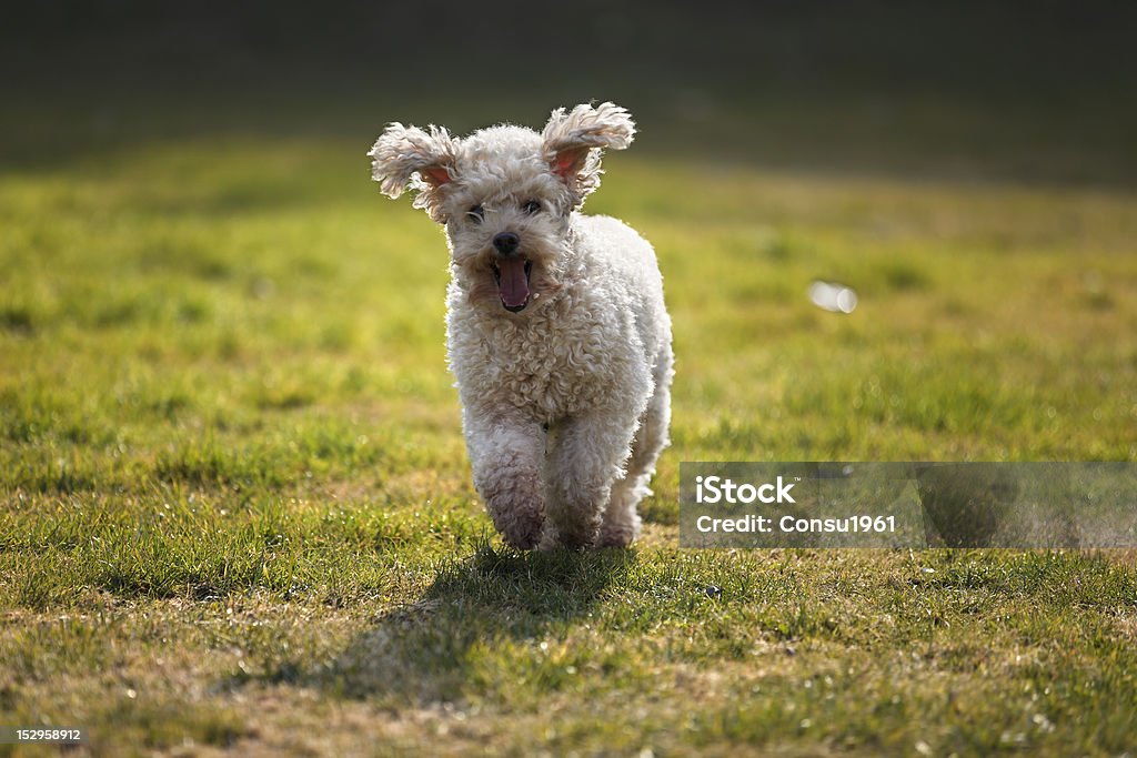 Perro feliz - Foto de stock de Aire libre libre de derechos