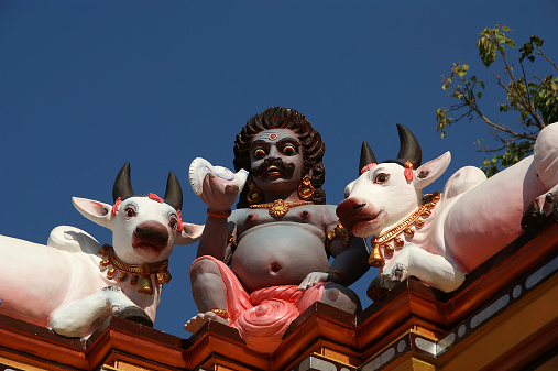 Sacred white cows at a Hindu temple
