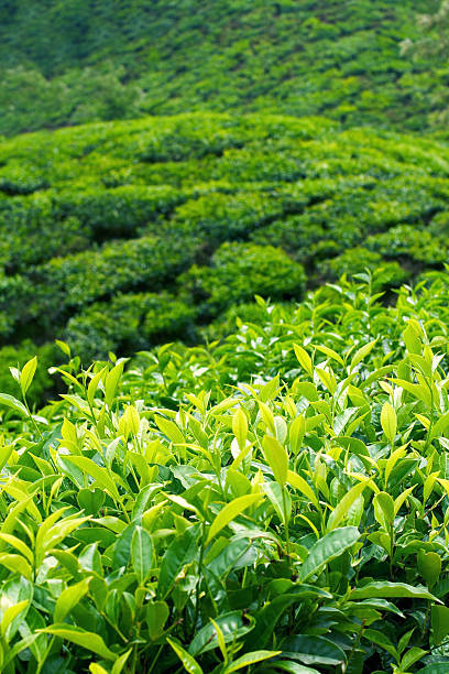 Tea Plantation stock photo