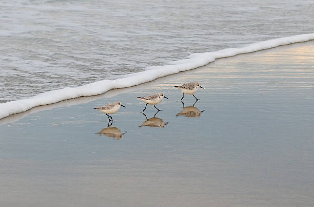 Three Sandpipers in a Row Three Sandpipers in a row running along a beach.  Their reflections are clearly visible in the wet sand.  Small ocean wave visible in the background. scolopacidae stock pictures, royalty-free photos & images