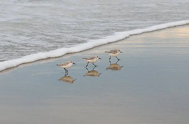 Three Sandpipers in a row running along a beach.  Their reflections are clearly visible in the wet sand.  Small ocean wave visible in the background.
