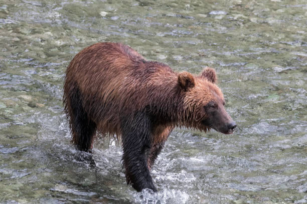 istock Grizzly Bear Hunting For Salmon 1529592322