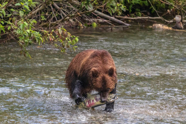 istock Grizzly Bear Hunting For Salmon 1529592328