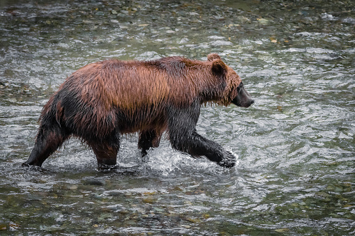 Grizzly bear hunting for salmon along the border of British Columbia and Alaska.