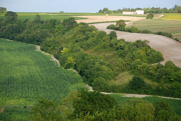 istock Rural landscape in Charentes 152959432