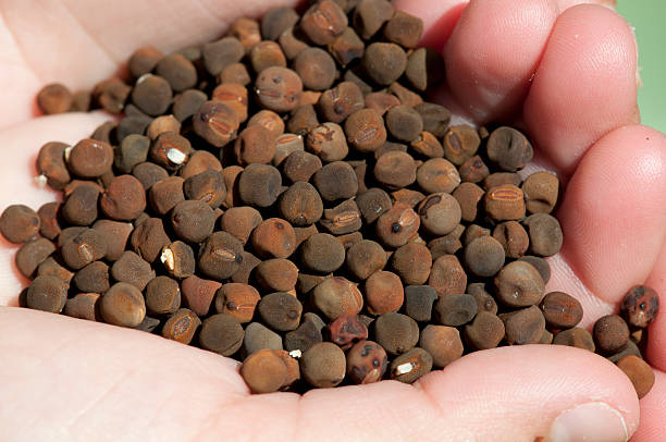istock Hand holding sweet pea seeds 152959467