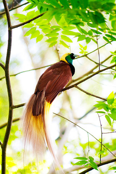 Bird Of Paradise Lesser Bird of Paradise or Paradisaea minor. One Of the most exotic birds in Papua New Guinea. bird of paradise bird stock pictures, royalty-free photos & images