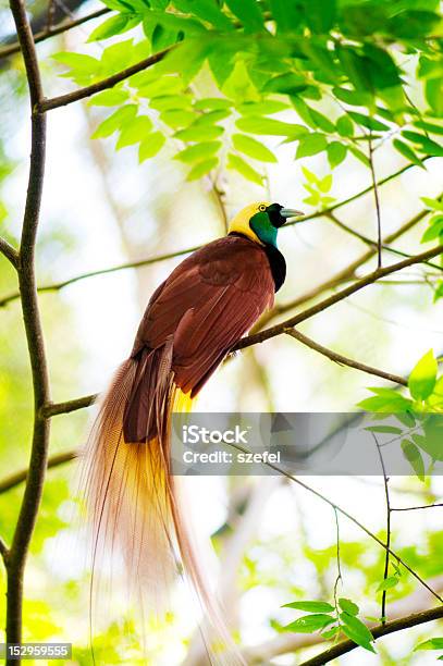 Bird Of Paradise Stock Photo - Download Image Now - Bird of Paradise - Plant, Bird, Papua New Guinea