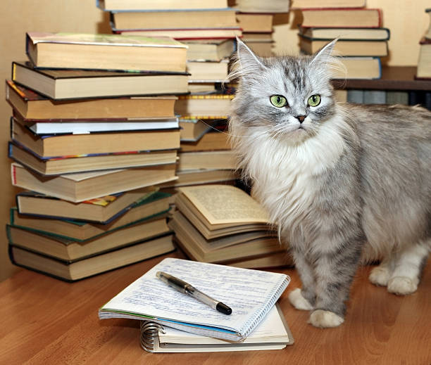 istock Many old books and cat 152959652