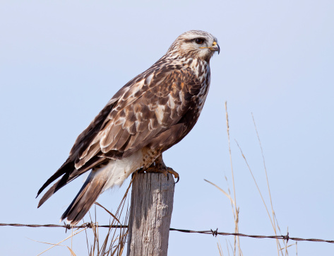 A Rough-legged Hawk observes from a fence post.