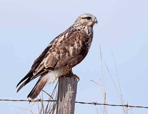 tarde poleiro - rough legged hawk bird of prey hawk animals in the wild imagens e fotografias de stock