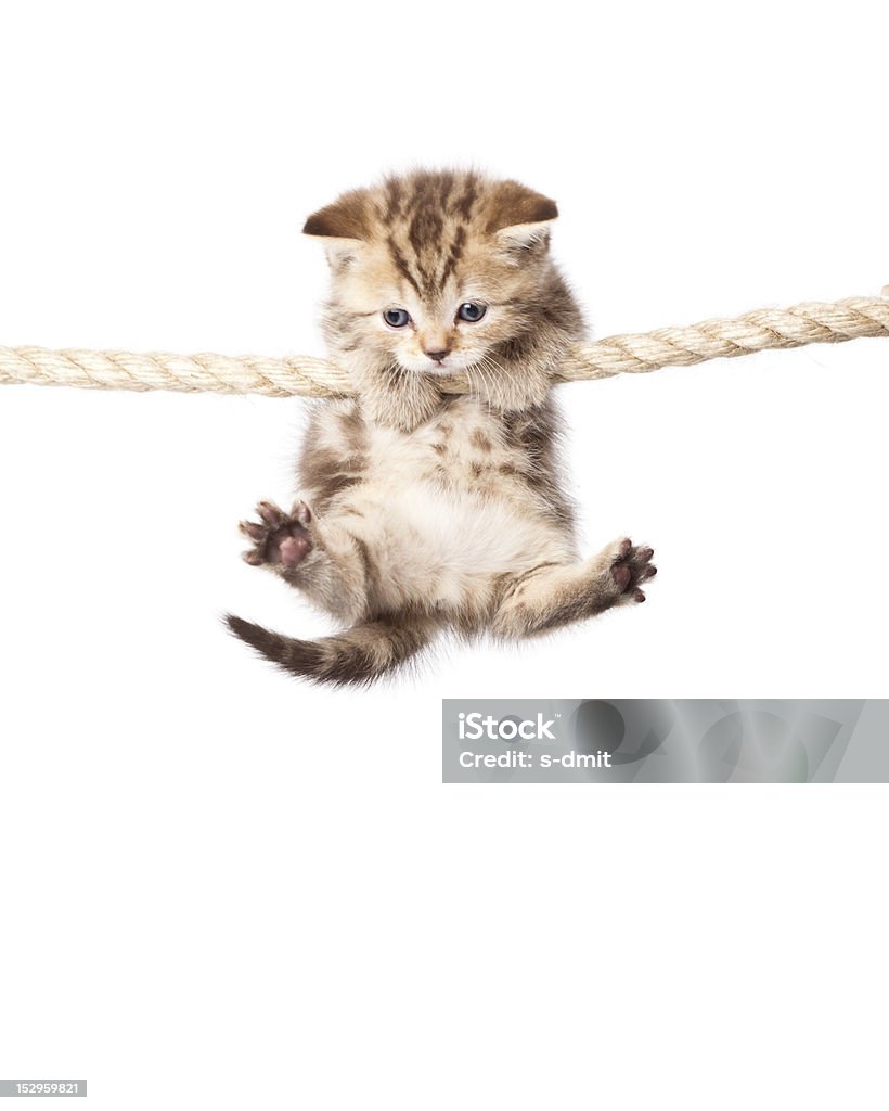 Gatito montaje en cable aislado en blanco - Foto de stock de Gato doméstico libre de derechos