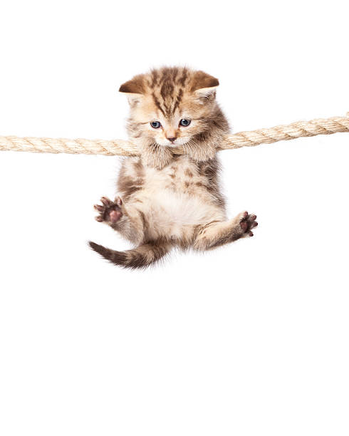 cute kitten hanging on to rope isolated on white - hangen stockfoto's en -beelden