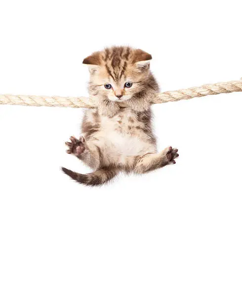 Photo of Cute kitten hanging on to rope isolated on white