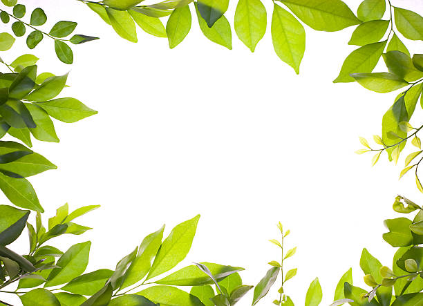 istock Border of fresh young leaves 152959836