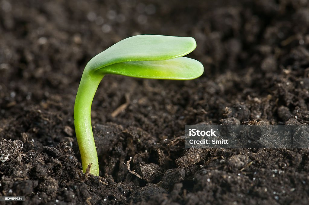 plant single plant in dirt closeup Agriculture Stock Photo