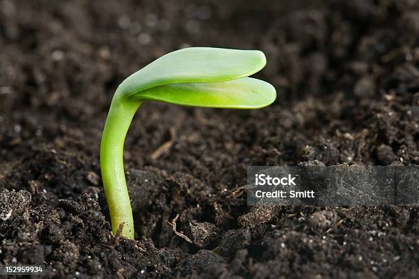 Plant Stock Photo - Download Image Now - Agriculture, Close-up, Cultivated