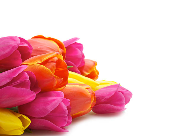 red, yellow and pink tulips isolated on white stock photo