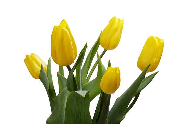 bunch of yellow tulips isolated on white stock photo