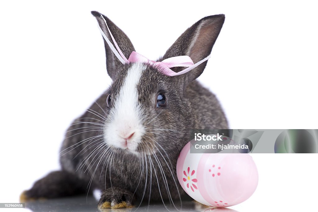 Easter Rabbits Female easter rabbit with a pink easter egg  (isolated on white) Animal Stock Photo