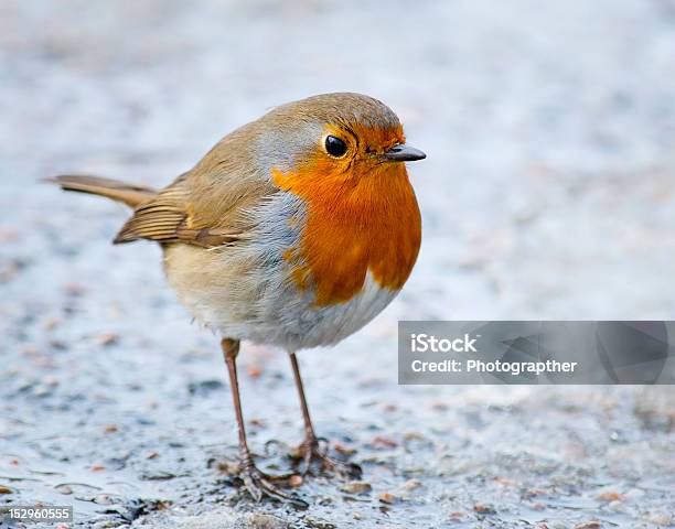 The European Robin Stock Photo - Download Image Now - Animal, Animal Wildlife, Beak