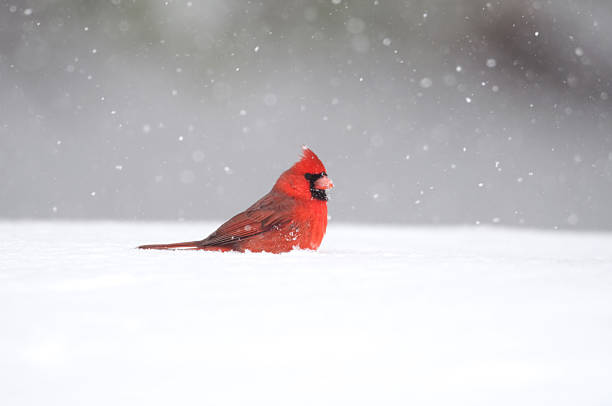 Northern Cardinal in the snow