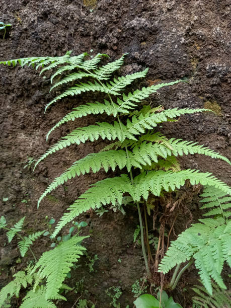 istock Plants attached to the walls. 1529608958