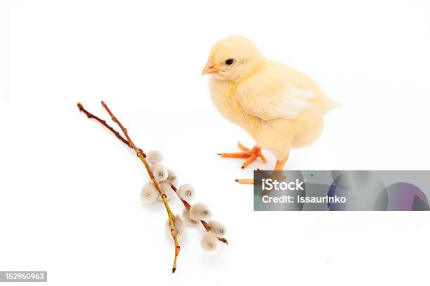 Felices Pascuas Foto de stock y más banco de imágenes de Amarillo - Color - Amarillo - Color, Animal, Decoración - Objeto