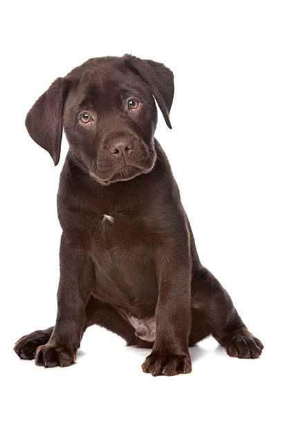 istock Chocolate Labrador retriever puppy 152961032